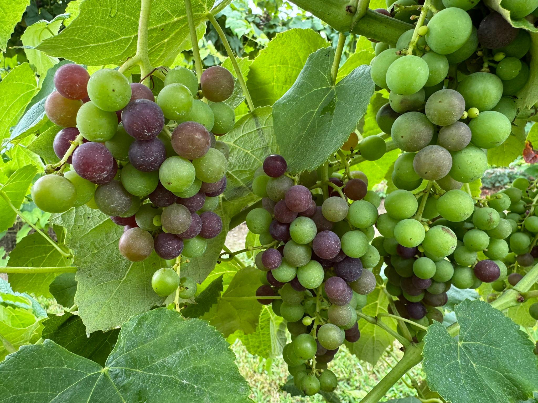 Canadice grapes hanging from a limb.